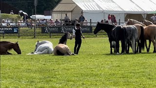 Lincolnshire Show 2024 Shetland pony grand national 1 man talks to 8 horses amp much more [upl. by Ennirok]