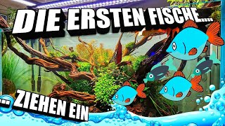 Die ersten Fische ziehen ein in das 270 Liter Aquascape Aquarium [upl. by Marquardt724]