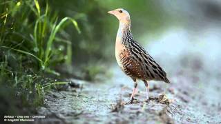 derkacz  Crex crex  Corncrake [upl. by Cressler166]