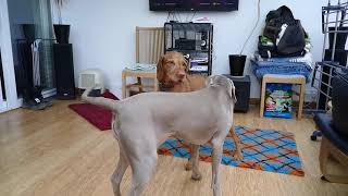 Weimaraner vs Vizsla play fight [upl. by Audre]