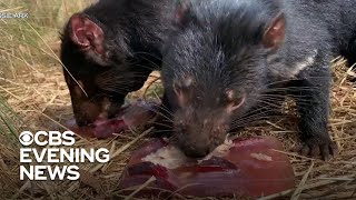 Australian organization works to restore Tasmanian Devil population [upl. by Eelnyl]