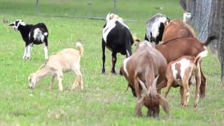 On The Farm  Educational Video by abcteach [upl. by Jephthah]