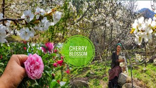 Spring Is Here  Homemade Rose Water  Kinnaur HP [upl. by Zak]