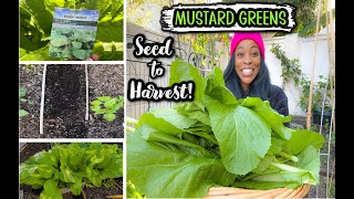 Grow MUSTARD GREENS from SEED to HARVEST [upl. by Ahseenak26]