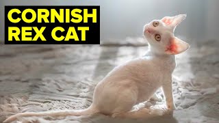 Cornish Rex Cat 101 Breed amp Personality  Planet Of The Cats [upl. by Oluap135]