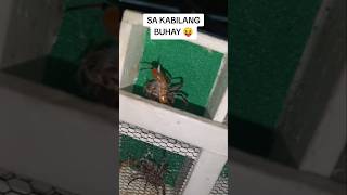 GAGAMBA SA KABILANG BUHAY [upl. by Bradan]