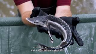 LIFESterlet Identification of Danube Sturgeon Species [upl. by Nylareg]