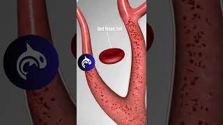 The Left Side of Your Heart See how it pumps oxygenrich blood to every organ in 3D Animation [upl. by Zerimar777]