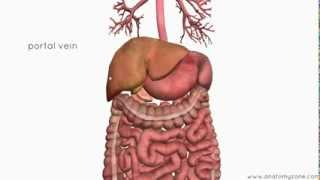 Introduction to the Digestive System Part 4  Accessory Organs  3D Anatomy Tutorial [upl. by Zonda]