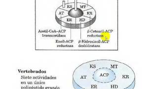 BIOSINTESIS DE ACIDOS GRASOS PARTE 1 [upl. by Mastic]