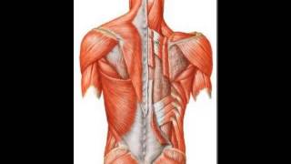 Localização dos Músculos do dorso [upl. by Englebert267]
