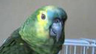 Blue fronted amazon parrot talking [upl. by Celka]