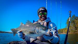 Fall JerkBait Fishing For Striped Bass on Lake Wateree SC [upl. by Leahciam397]