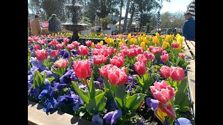 Floriade 2024 Commonwealth Park Canberra Australia  งานเทศกาลต้อนรับฤดูใบไม้ผลิ [upl. by Niccolo247]