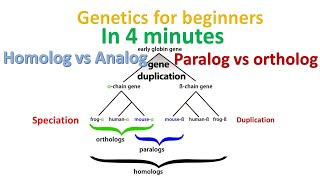 Homolog vs paralog vs ortholog vs analog in 4 minutes  Genetics for beginners [upl. by Airotel]