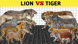 Lion Vs Tiger Size Comparison  Living amp Extinct  In UrduHindi [upl. by Cirdahc776]