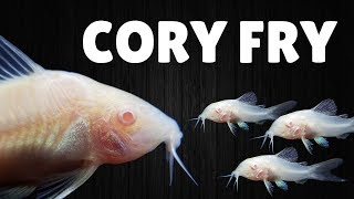 How to Raise Cory Catfish Fry [upl. by Krissy927]