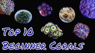 Top 10 Corals for beginners [upl. by Ellemaj950]