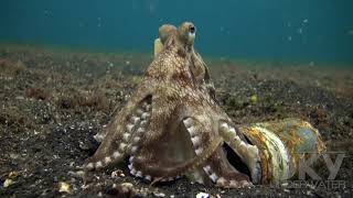 Coconut octopus or can octopus [upl. by Tucker887]