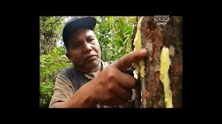 BEGINILAH RITUAL SADAP KEMENYAN DI TANAH BATAK jejakrempahnusantara incense عطور [upl. by Annoval]