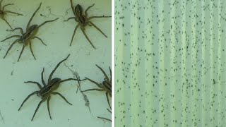 Swarm of spiders invades New South Wales homes after Australia floods [upl. by Boleslaw]