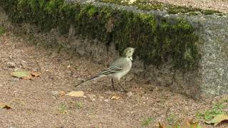 White Wagtails foraging at a mossy stone [upl. by Ainafetse]