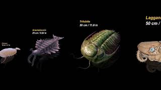 Sizes of Cambrian Animals [upl. by Martinsen]