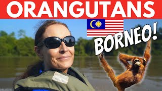 Where to See Orangutans on Borneo Malaysia Kinabatangan River Cruise [upl. by Nivri]