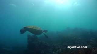 푸른바다거북1Chelonia mydas Green sea turtle [upl. by Paucker]