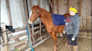 Tacking up a Horse for the First Time session 5 of Starting an Older Horse Under Saddle [upl. by Aikemehs]