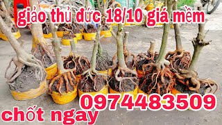 Cường 0974483509 mai vàng 1810 giá mềm xèo  cô chú ngang qua ủng hộ con [upl. by Mok]