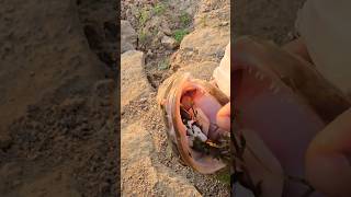 Snakehead attacking frog Snakehead fishing fishing fish hunting [upl. by Cathe]