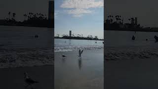 Long Beach cityAlamitos Beachcalifornia [upl. by Rialcnis]