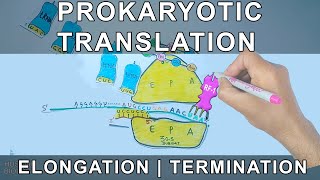 Prokaryotic Translation  Elongation and Termination [upl. by Notnef]