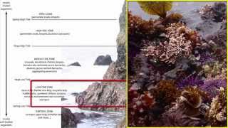 Benthos Intertidal Zone [upl. by Denton]