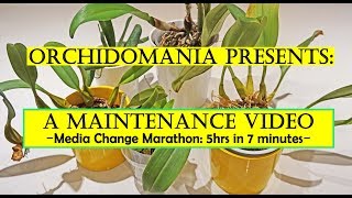 Orchidomania Presents A Maintenance Video  Media Change Marathon 5 hrs in 7 minutes [upl. by Emerald]