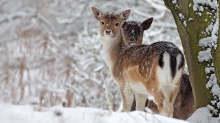 Beautiful Relaxing Music Peaceful Soothing Instrumental Music in 4k quotWinter Wildlifequot by Tim Janis [upl. by Aiket281]