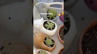 Propagate Haworthia garden plantpropagation [upl. by Nev]