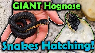 Worlds Largest Hognose Snake Species Hatching [upl. by Aisanat279]