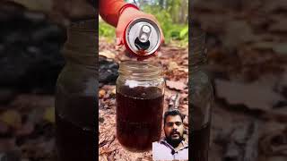 Survival Skills Single mom with a lotof oyster in forest survival oysters camping bushcraft [upl. by Kursh]