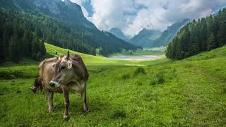 Cow grazing in Switzerland [upl. by Wattenberg188]