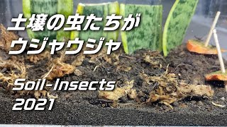 土壌の虫たちを飼育します  Soil Insects （閲覧注意） [upl. by Liman760]