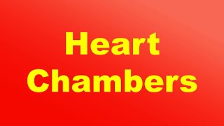 Four Chambers of the Heart I Atriums and Ventricles [upl. by Yxel]