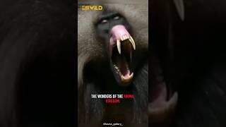 Gelada Baboon  the bleedingheart monkey [upl. by Alec]