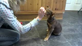 8 week old Australian Kelpie tricks [upl. by Pufahl]