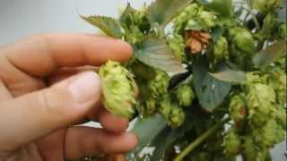 When to Harvest your Hops  BobbyfromNJ [upl. by Yerak]