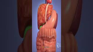 How Liver Transplant Work 3D Animation Hindi [upl. by Able453]