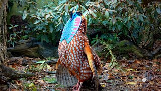 Temmincks tragopan Tragopan temminckii pheasant courtship display in full 60fps Jonathan Pointer [upl. by Hattie]