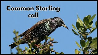 Common Starling call [upl. by Tsnre]