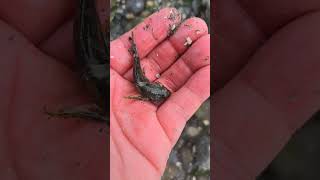 Washington state tide pool crab pinched me [upl. by Hairacaz869]